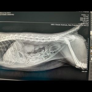 Meet your Posher, Dr. karanveer